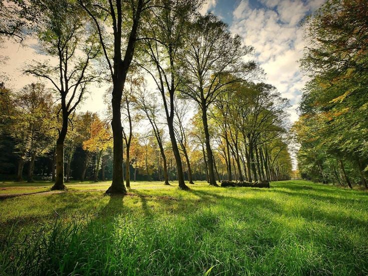 A line of trees in a woodland in Nottinghamshire.